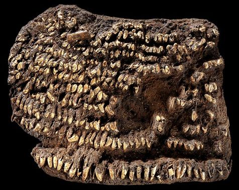 Click to enlarge stone age purse dog teeth
