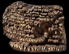 stone age purse dog teeth