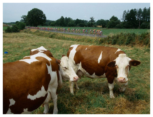 Click to enlarge French Cows