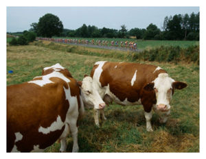 French Cows