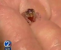 mystery creature Hawaii