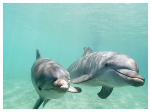 Bottlenose Dolphins