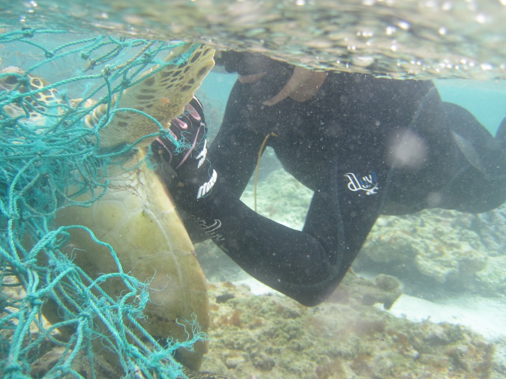 Turtle In Net
