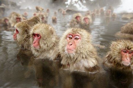 Japanese macaques enjoying a swim