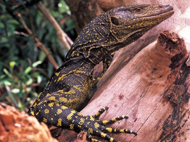Monitor Lizard