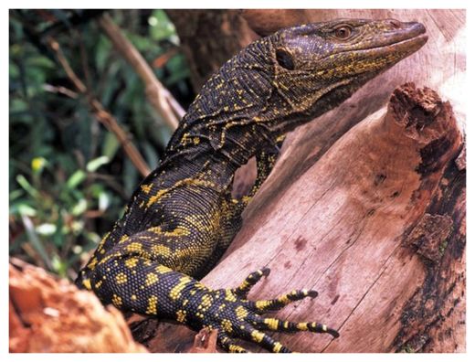 Click to enlarge Monitor Lizard
