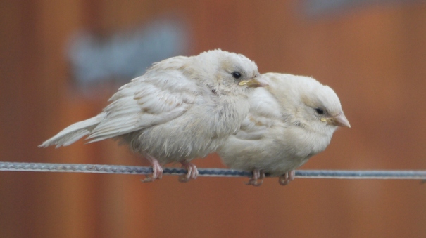 Two rare white sparrows