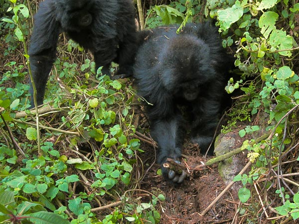 Click to enlarge Wild Gorillas