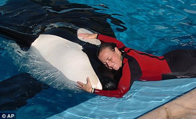 SeaWorld Killer Whales_1
