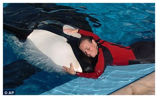 Click to enlarge SeaWorld Killer Whales_1