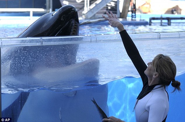 SeaWorld Killer Whales_2
