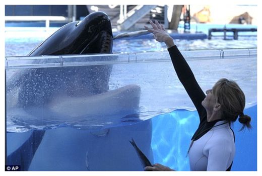 Click to enlarge SeaWorld Killer Whales_2
