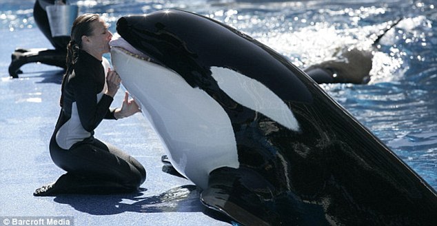 SeaWorld Killer Whales_3