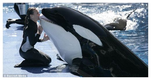 Click to enlarge SeaWorld Killer Whales_3