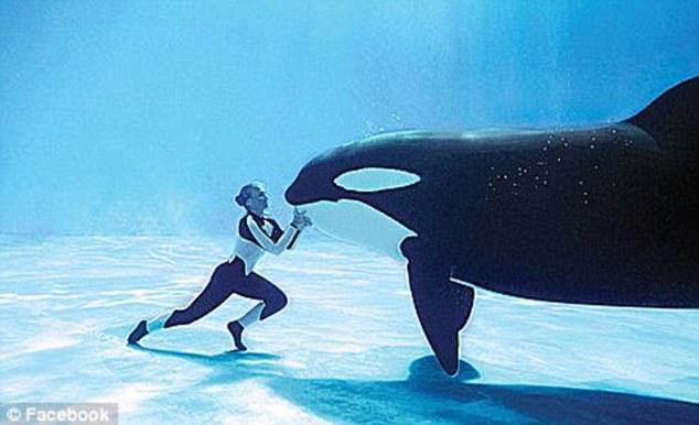 SeaWorld Killer Whales_4