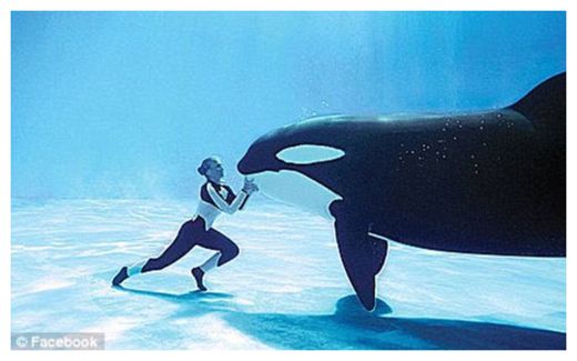 Click to enlarge SeaWorld Killer Whales_4