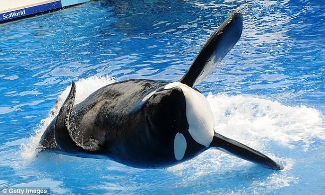 SeaWorld Killer Whales_5
