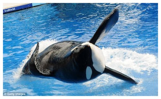 Click to enlarge SeaWorld Killer Whales_5