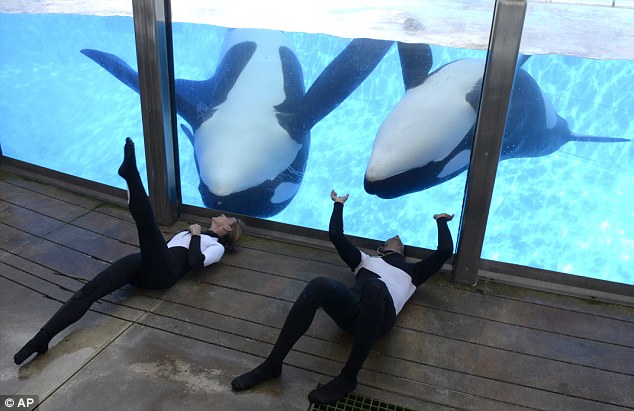 SeaWorld Killer Whales_6