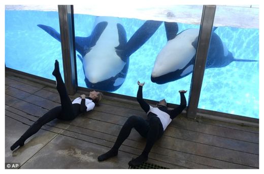 Click to enlarge SeaWorld Killer Whales_6