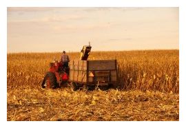 Food Price Rise