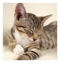 Click to enlarge Cat