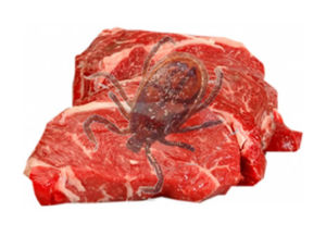 GMO Tick