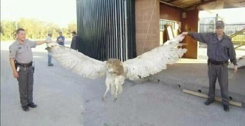 White Owl