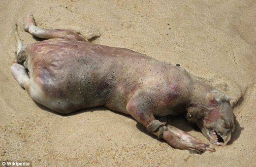 Montauk Monster