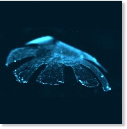 Artificial jelly fish?