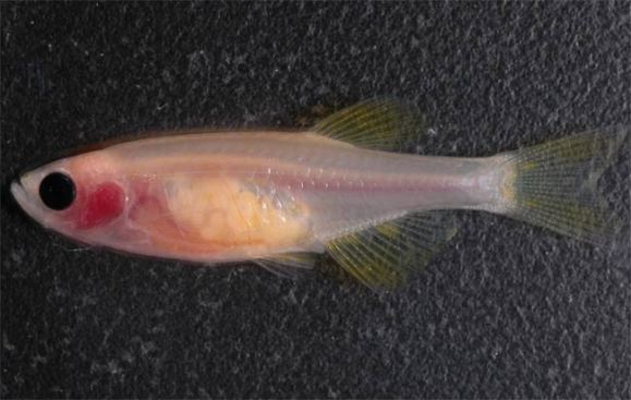 Zebra Fish