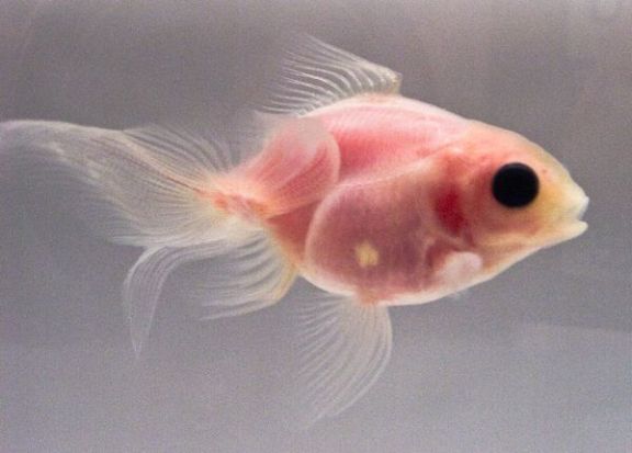 Goldfish