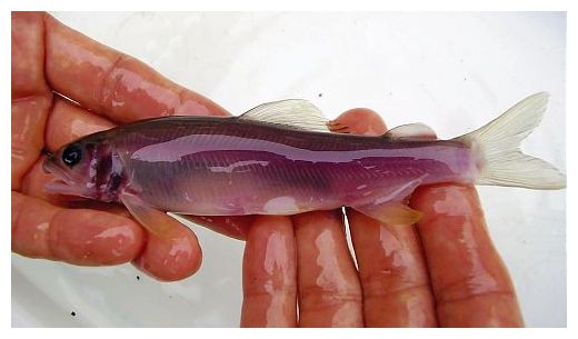 Ayu Fish