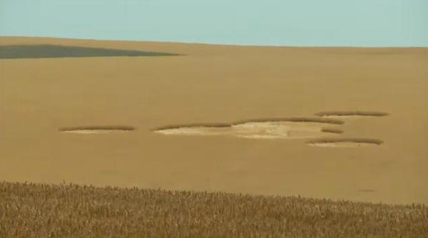 Crop Circle