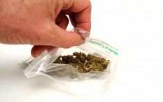 Marijuana
