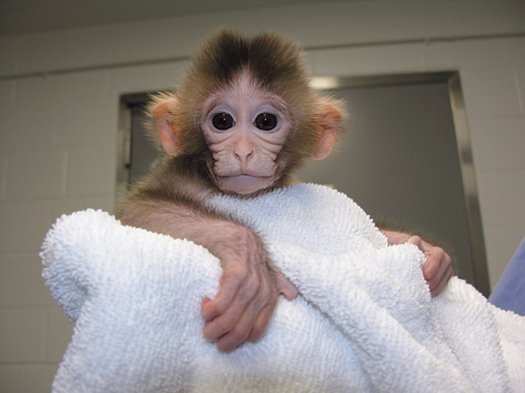 Click to enlarge Engineered Monkeys
