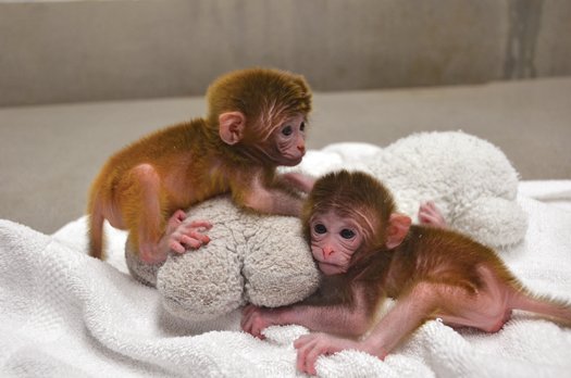 Click to enlarge Engineered Monkeys_1