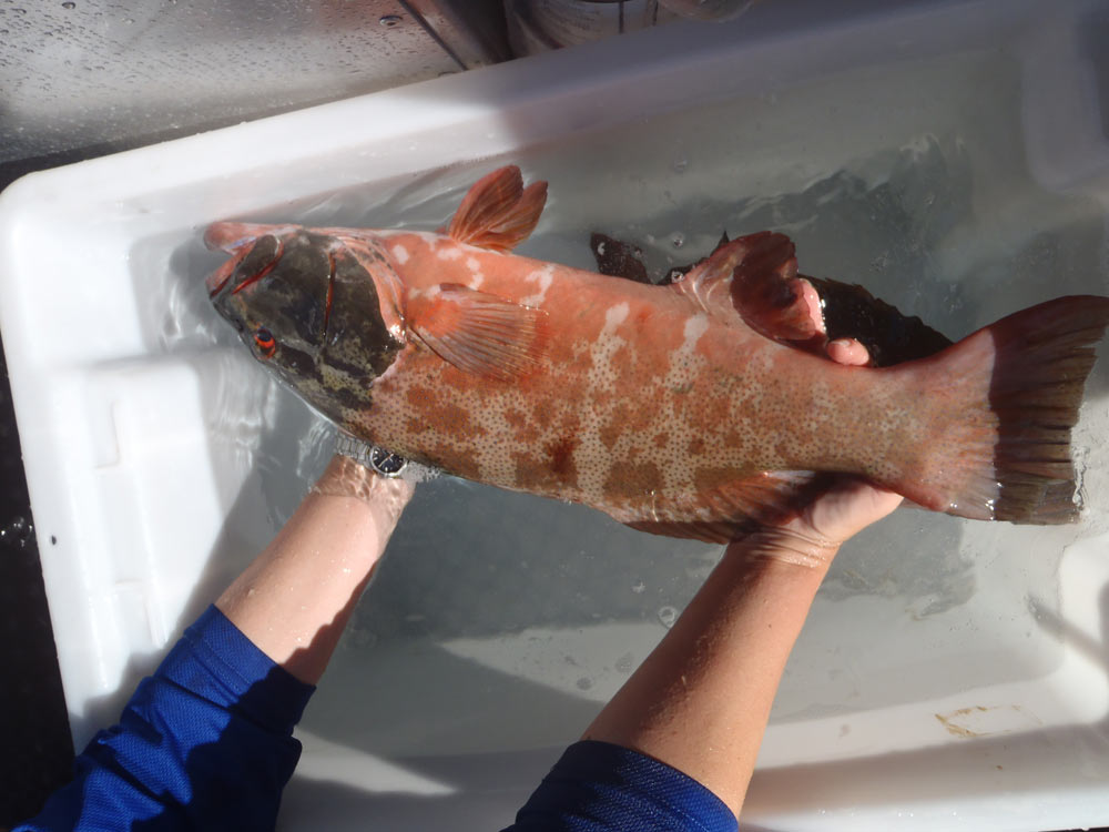 Trout with Cancer