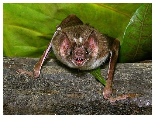 Vampire Bat