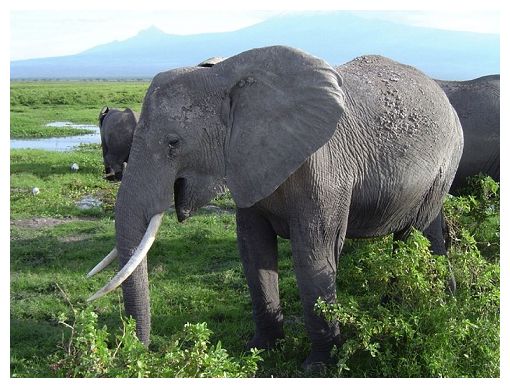 Elephant