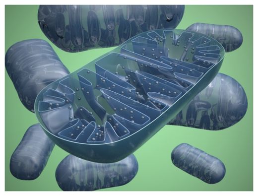 mtDNA