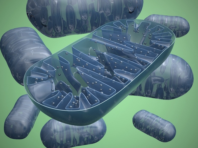 mtDNA