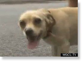 Bell the Chihuahua