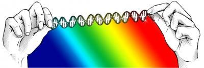 novel double-stranded DNA structure