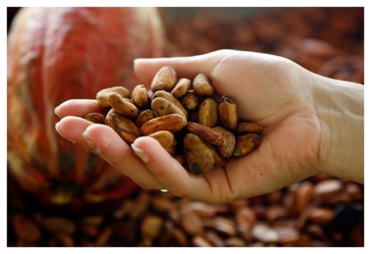 Click to enlarge Cacao Beans