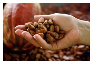 Cacao Beans