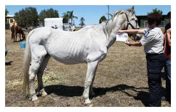 Starving Horse