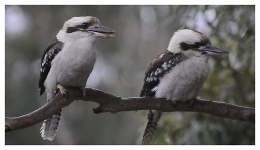 Kookaburras