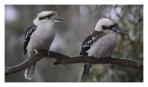 Kookaburras