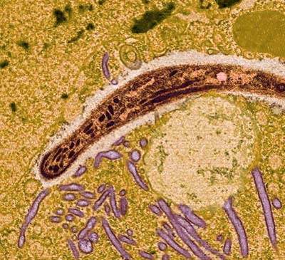 Malaria-Erreger